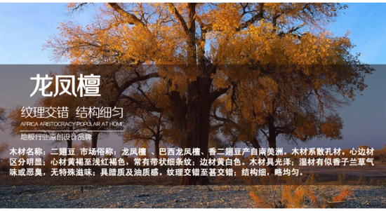 行業大咖帶你逛安信，地板這么選省錢才又好